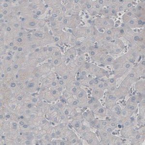 Monoclonal Anti-SSX2 antibody produced in mouse 