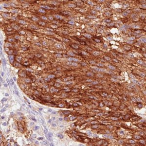 Monoclonal Anti-STX7 antibody produced in mouse 