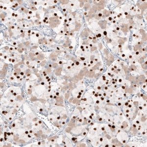 Monoclonal Anti-TBX19 antibody produced in mouse 