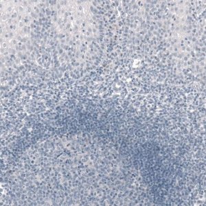 Monoclonal Anti-TBX19 antibody produced in mouse 