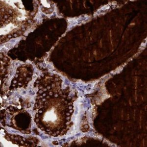 Monoclonal Anti-TG antibody produced in mouse 