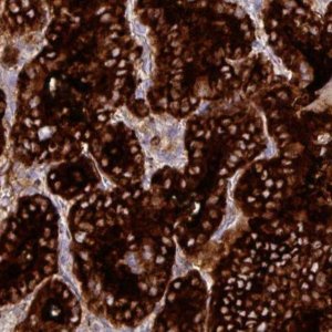 Monoclonal Anti-TG antibody produced in mouse 