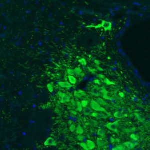 Monoclonal Anti-TH antibody produced in mouse 
