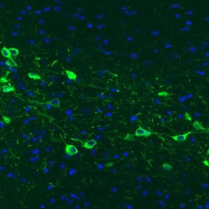 Monoclonal Anti-TH antibody produced in mouse 