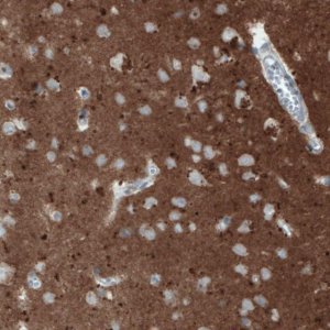 Monoclonal Anti-THY1 antibody produced in mouse 