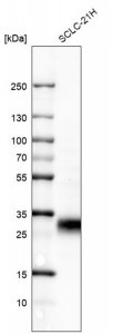 Monoclonal Anti-TNFRSF18 antibody produced in mouse AMAB91487-100UL