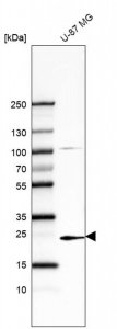 Monoclonal Anti-TREM1 antibody produced in mouse 