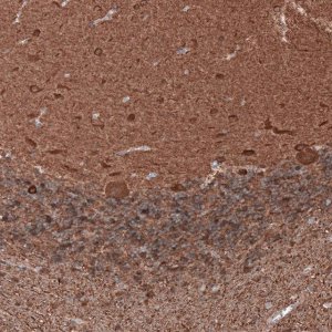 Monoclonal Anti-TUBB3 antibody produced in mouse 