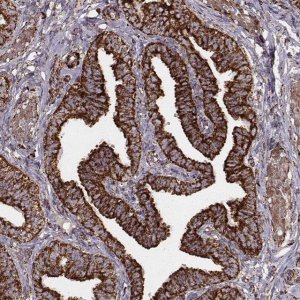 Monoclonal Anti-TUFM antibody produced in mouse 