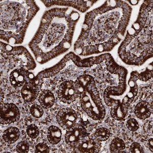 Monoclonal Anti-TUFM antibody produced in mouse 