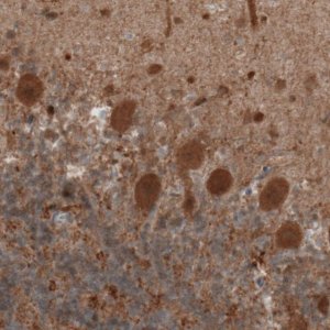 Monoclonal Anti-UCHL1 antibody produced in mouse 