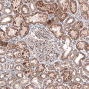Monoclonal Anti-USP30 antibody produced in mouse 