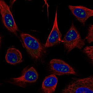 Monoclonal Anti-USP46 antibody produced in mouse 