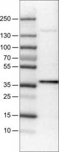 Monoclonal Anti-USP46 antibody produced in mouse 