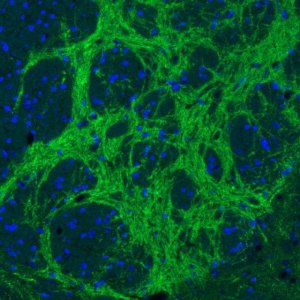 Monoclonal Anti-VGAT antibody produced in mouse 