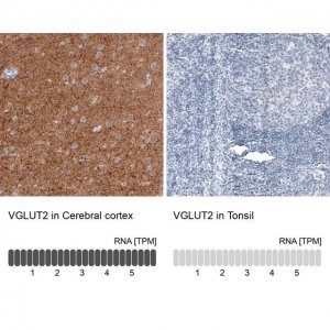 Monoclonal Anti-VGLUT2 antibody produced in mouse 