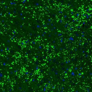 Monoclonal Anti-VGLUT2 antibody produced in mouse 