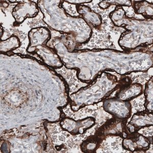 Monoclonal Anti-VSIR antibody produced in mouse 