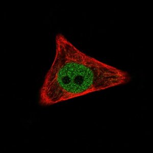Monoclonal Anti-WWTR1 antibody produced in mouse 