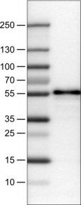Monoclonal Anti-WWTR1 antibody produced in mouse 
