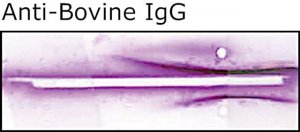 Anti-Bovine IgG (whole molecule) antibody produced in goat B1645-2ML