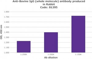Anti-Bovine IgG (whole molecule) antibody produced in rabbit B1395-2ML