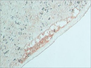 Anti-Bovine IgG (whole molecule)Peroxidase antibody produced in rabbit A8917-2ML