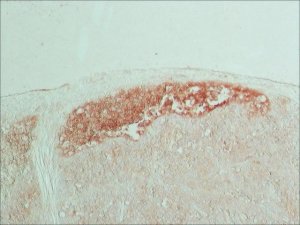 Anti-Bovine IgG (whole molecule)Peroxidase antibody produced in rabbit A8917-2ML