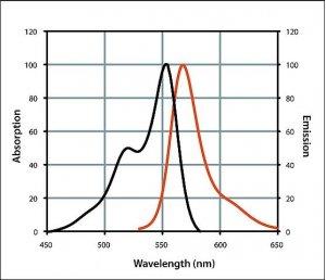 Anti-Chicken IgY (H+L), highly cross-adsorbed, CF 555 antibody produced in goat 