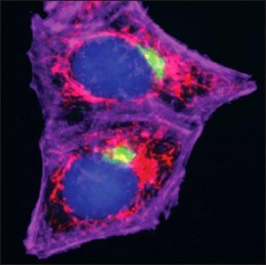 Anti-Chicken IgY (H+L), highly cross-adsorbed, CF 555 antibody produced in goat 