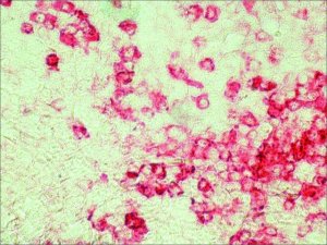 Anti-Chicken IgY (IgG) (whole molecule)Alkaline Phosphatase antibody produced in rabbit 