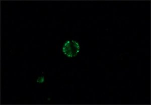 Anti-Dog IgG (whole molecule)FITC antibody produced in rabbit 