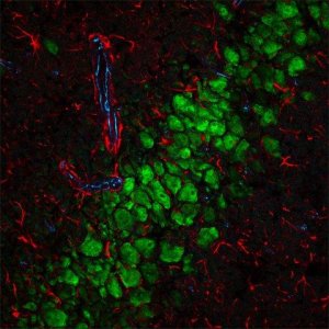 Anti-Goat IgG (H+L), highly cross-adsorbed, CF 555 antibody produced in donkey 