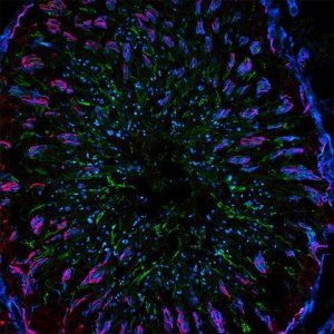 Anti-Goat IgG (H+L), highly cross-adsorbed, CF488A antibody produced in bovine SAB4600233-250UL