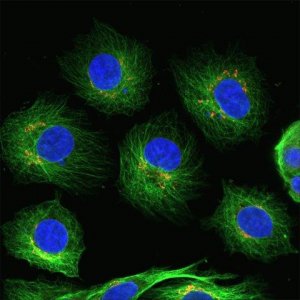 Anti-Goat IgG (H+L), highly cross-adsorbed, CF488A antibody produced in bovine SAB4600233-250UL