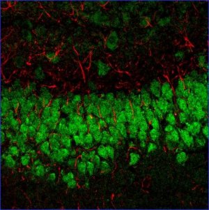 Anti-Goat IgG (H+L), highly cross-adsorbed, CF633 antibody produced in bovine SAB4600331-50UL