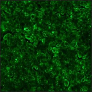 Anti-Goat IgG (whole molecule)FITC antibody produced in rabbit 
