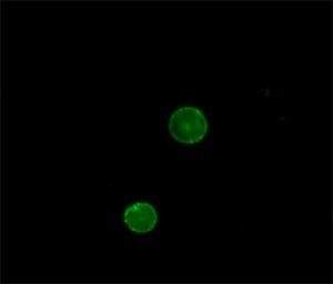 Anti-Goat IgG (whole molecule)FITC antibody produced in rabbit 