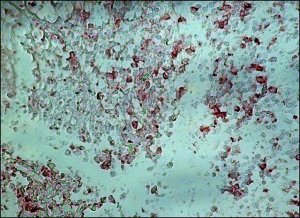 Anti-Goat IgG (whole molecule)Peroxidase antibody produced in rabbit A5420-1ML