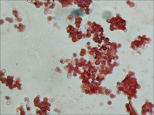 Anti-Goat IgG (whole molecule)Peroxidase antibody produced in rabbit A8919-2ML