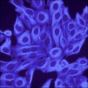 Anti-Guinea Pig IgG (H+L), CF 350 antibody produced in goat 