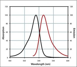 Anti-Guinea Pig IgG (H+L), CF 488A antibody produced in goat 