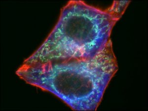 Anti-Guinea Pig IgG (H+L), CF 488A antibody produced in goat 