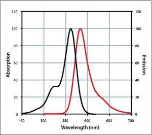 Anti-Guinea Pig IgG (H+L), CF 568 antibody produced in goat 