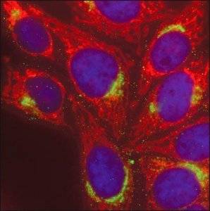 Anti-Guinea Pig IgG (H+L), CF 568 antibody produced in goat 