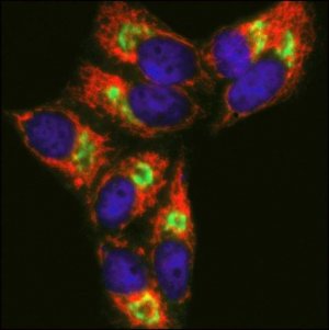 Anti-Guinea Pig IgG (H+L), CF 633 antibody produced in goat 