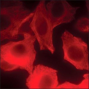 Anti-Guinea Pig IgG (H+L), CF 640R antibody produced in goat 