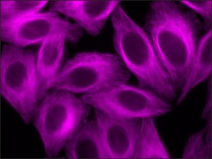 Anti-Guinea Pig IgG (H+L), CF 647 antibody produced in goat 