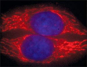 Anti-Guinea Pig IgG (H+L), highly cross-adsorbed, CF 594 antibody produced in donkey 