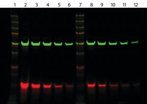 Anti-Guinea Pig IgG (H+L), highly cross-adsorbed, CF 770 antibody produced in donkey 
